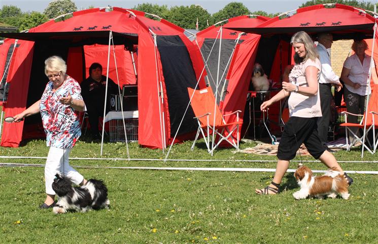 Shih Tzu Danmark